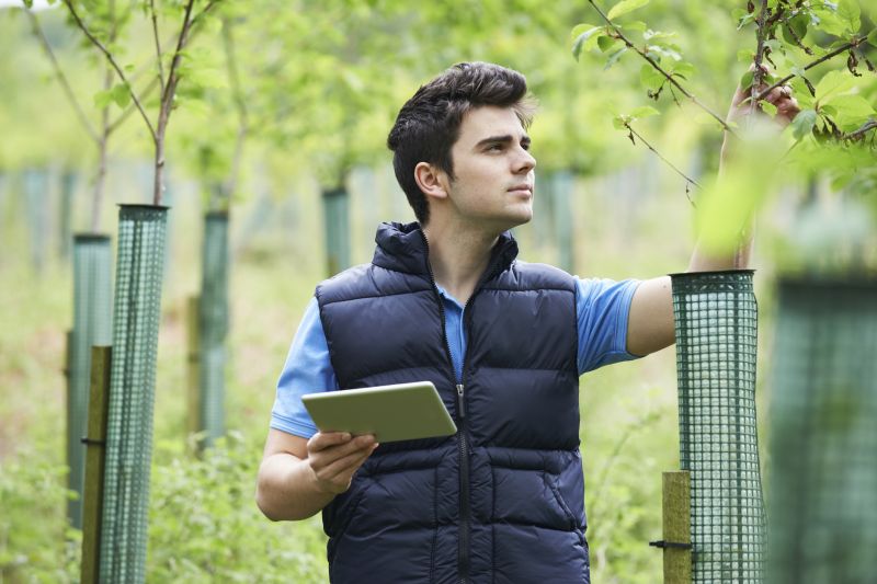 Arborist Performing Inspection