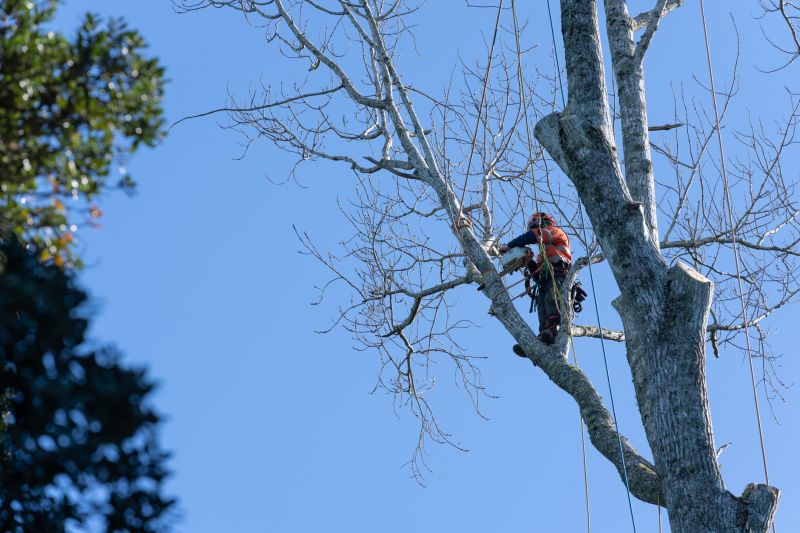 Before and After Tree Trimming